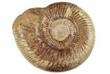 Jurassic Ammonite (Perisphinctes) - Madagascar #191434-1